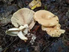 tacked milkcap thumbnail 3