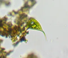 Phacus lismorensis thumbnail 2
