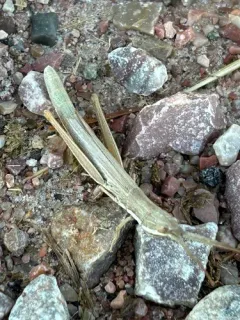 Wyoming Toothpick Grasshopper thumbnail 3