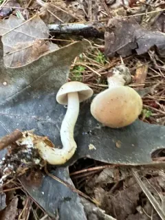Hebeloma albidulum thumbnail 2