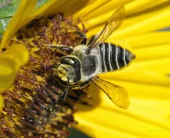 Parallel Leafcutter Bee thumbnail 2