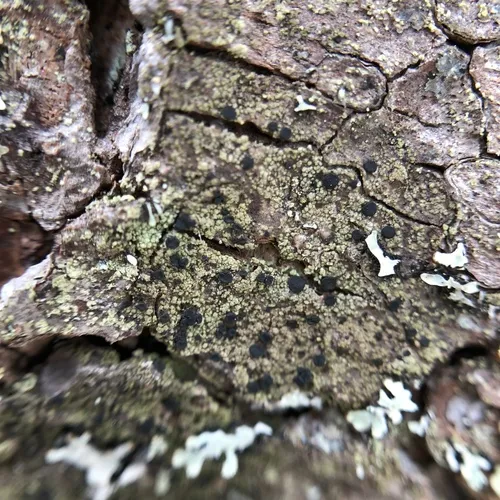 Surprise Lichen