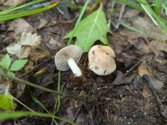 Hebeloma albidulum thumbnail 3