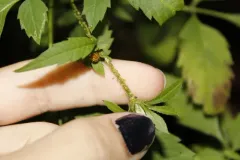Tupelo-blackjack Aphid thumbnail 2