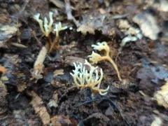 Ramariopsis luteo-ochracea thumbnail 2