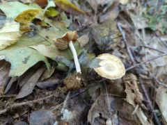 Inocybe umbratica thumbnail 2