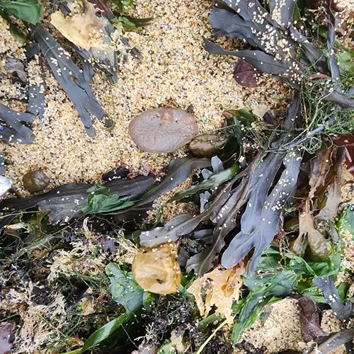 European ascidian