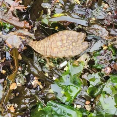 Stalked Sea Squirt thumbnail 4