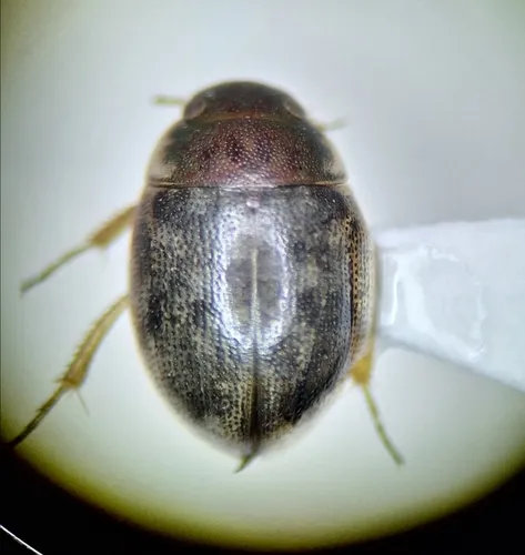 Laccobius borealis