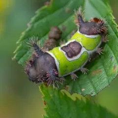 Saddleback Caterpillar Moth thumbnail 2