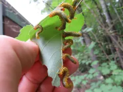 Birch Sawfly thumbnail 3