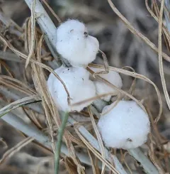 Cotton-gall Tephritid thumbnail 3