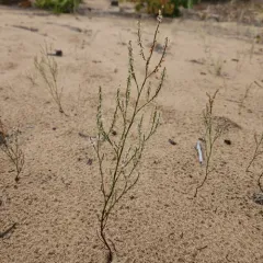 Coastal jointweed thumbnail 4