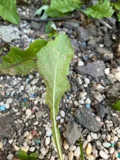 dandelion rust thumbnail 3
