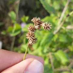 Greater Straw Sedge thumbnail 3