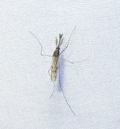 Anopheles earlei thumbnail 4