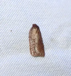 Acleris oxycoccana thumbnail 3
