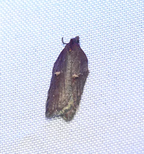 Acleris bowmanana