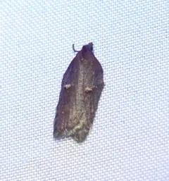 Acleris bowmanana thumbnail 1