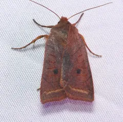 Pointed Sallow thumbnail 3