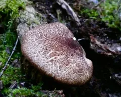 Tricholomopsis flammula thumbnail 2
