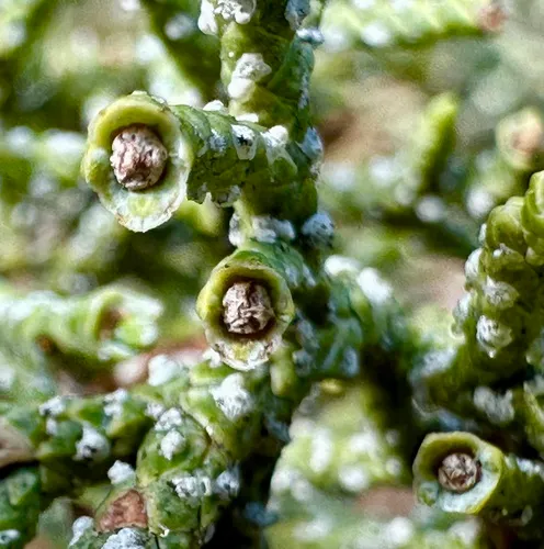 Juniper Tip Midge