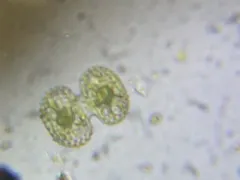 Cosmarium porteanum thumbnail 2