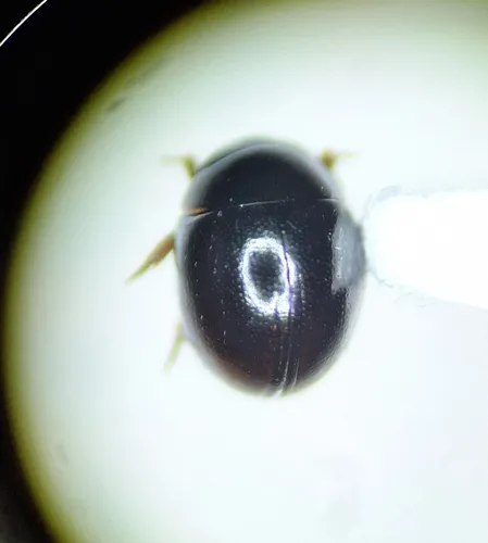 Chaetarthria nigrella