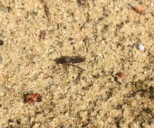 Little Reddish Sandpirate