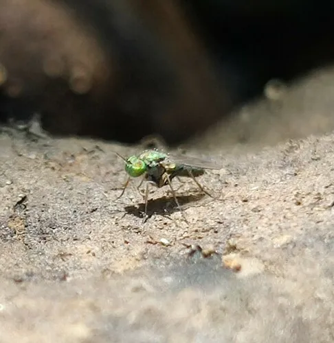 Achradocera arcuata