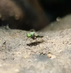 Achradocera arcuata thumbnail 1