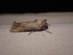 Sympistis cibalis thumbnail 2