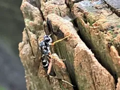 Baryceros texanus thumbnail 2