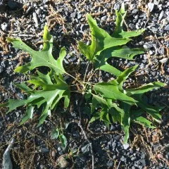 pin oak thumbnail 2