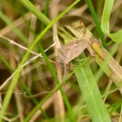 One-spotted Stink Bug thumbnail 2