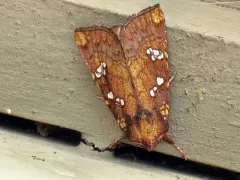 Mayapple Borer Moth thumbnail 3