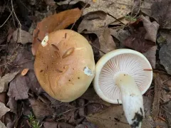 Hygrophorus tennesseensis thumbnail 4