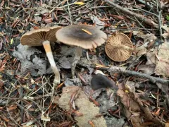 Cortinarius fuscoflexipes thumbnail 2