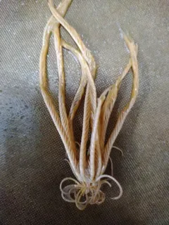 Heliometra glacialis thumbnail 1