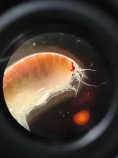 Tmetonyx cicada thumbnail 1