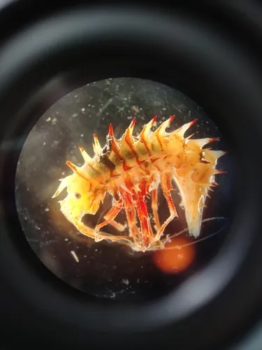 Paramphithoe hystrix