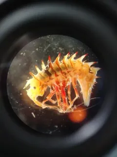 Paramphithoe hystrix thumbnail 1