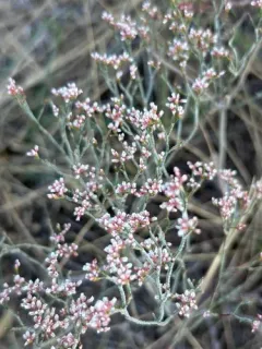 Spreading Buckwheat thumbnail 2