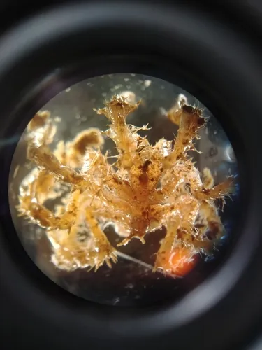 Achelia echinata