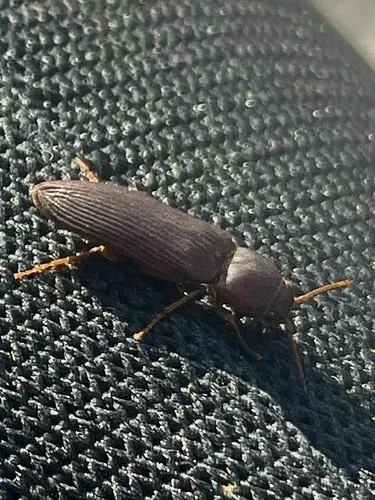 Anelastes drurii