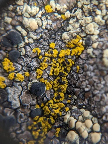 Carbonea vitellinaria