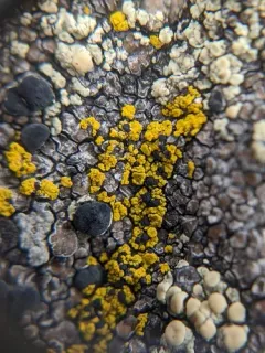Carbonea vitellinaria thumbnail 1