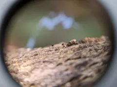 alder needle lichen thumbnail 3