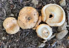 Lactarius pseudodelicatus thumbnail 2