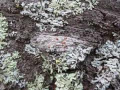 Northern Crimson Dot Lichen thumbnail 4